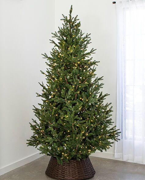 7.5' Indoor LED Upswept Norway Spruce Christmas Tree - Warm White