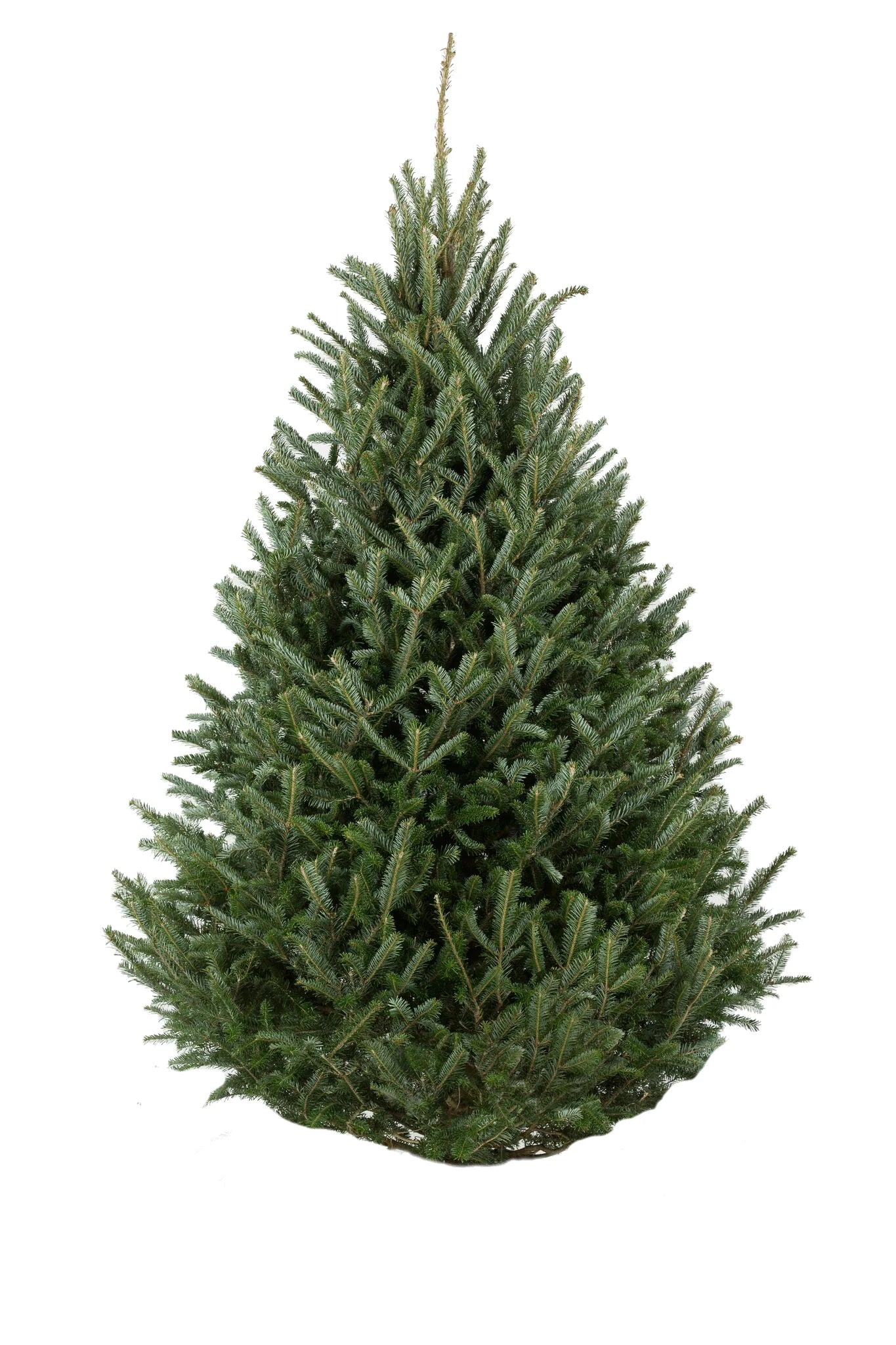 11' Carolina Fraser Fir Christmas Tree (Delivery & Setup Included)
