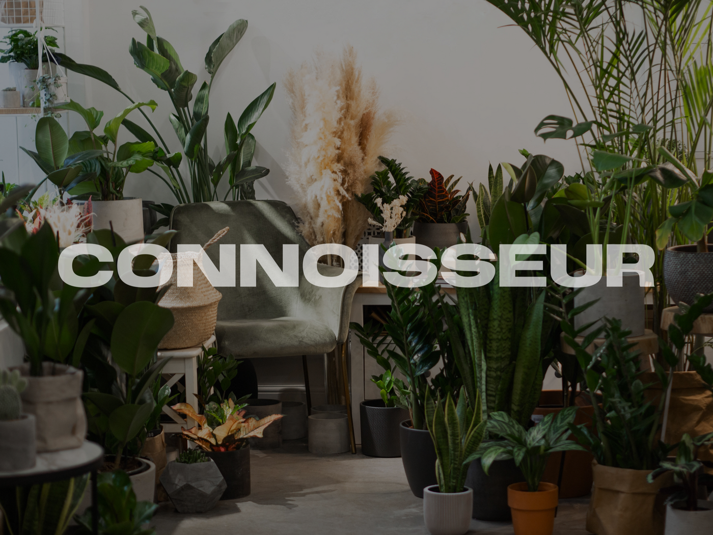 The Plant Connoisseur