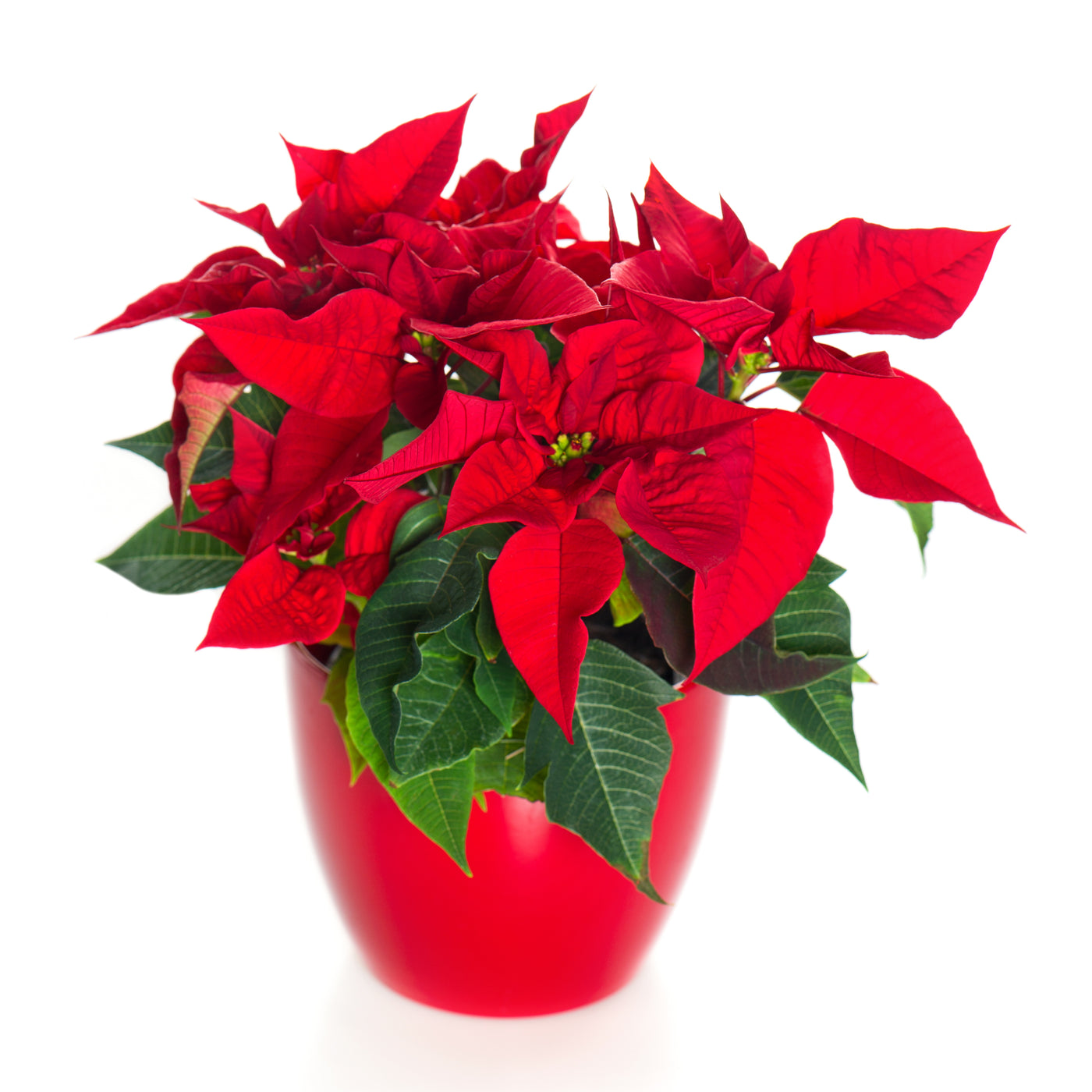 Traditional Holiday Poinsettia - 10in.